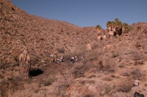 Tamarisk Removal in Palm Desert
