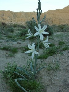 Desert Lily