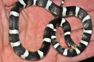 Long-nosed Snake