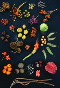 Forest fruits from Barro Colorado Island