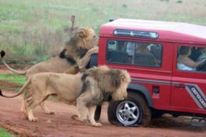 Lions attack jeep